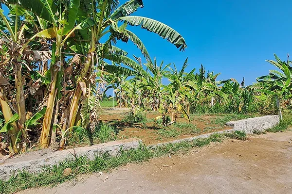 Tanah Dijual di Depan Pura Dalem Pemaron Singaraja - 3